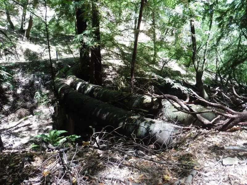 Old Concrete Pipes.webp