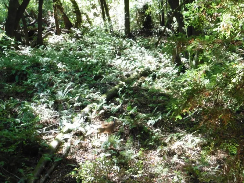 Deer in the woods.webp