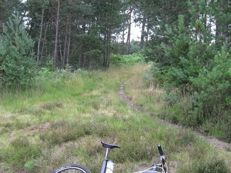 woods.webp