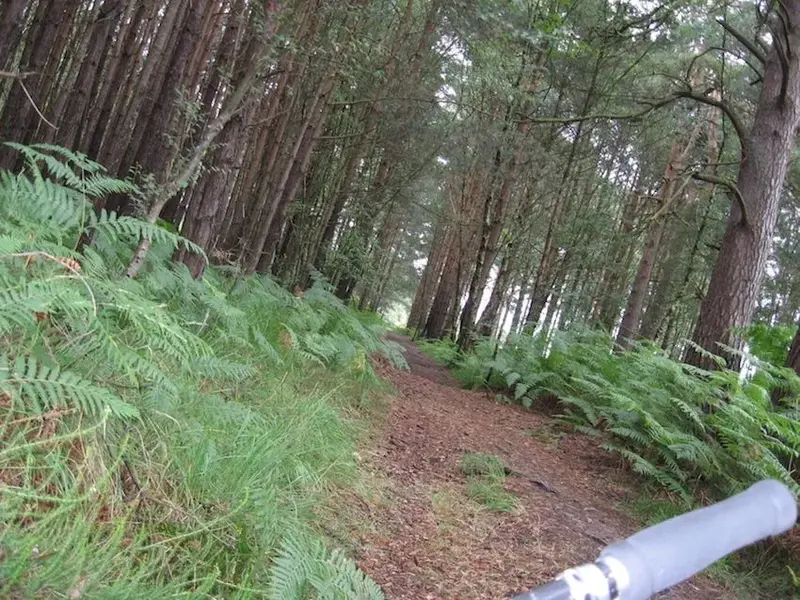 trail.webp