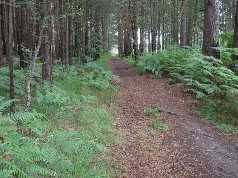 trail 3.webp