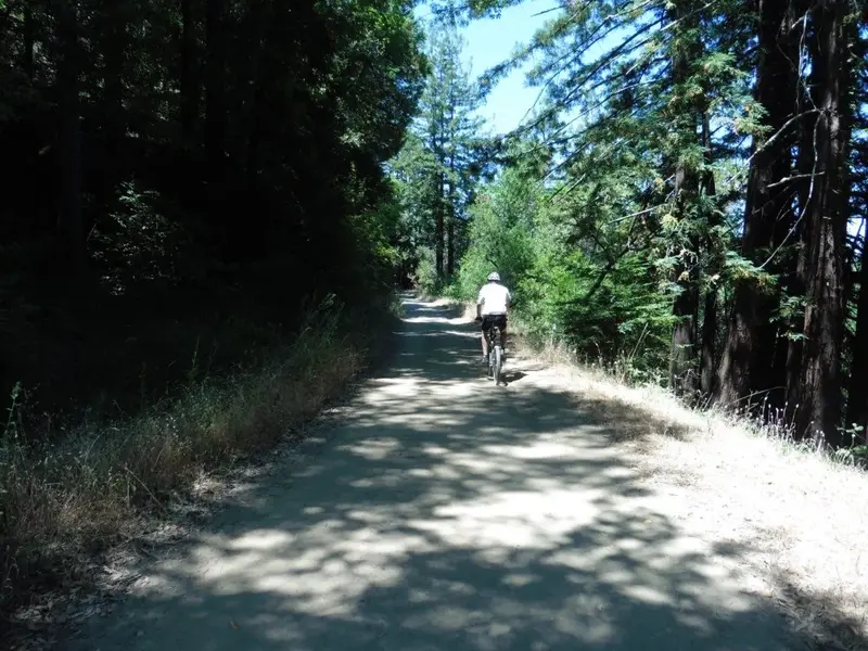 In the woods today.webp