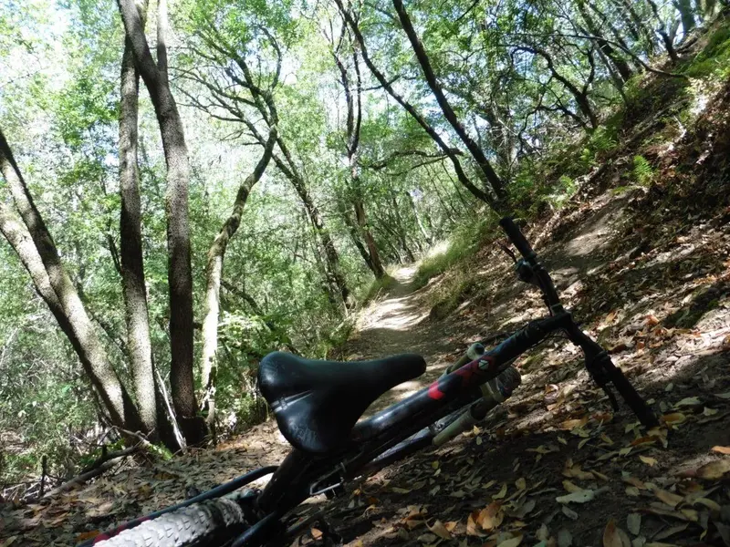 OG Trail.webp