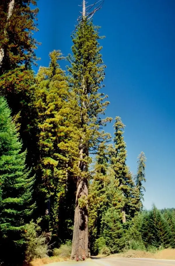 usa241.webp