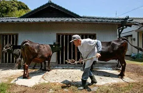 BEEF.webp