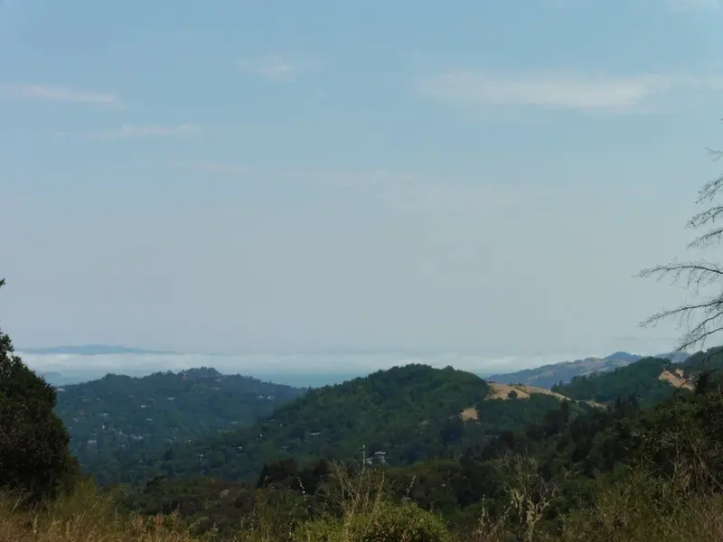 Fog on the Bay.webp
