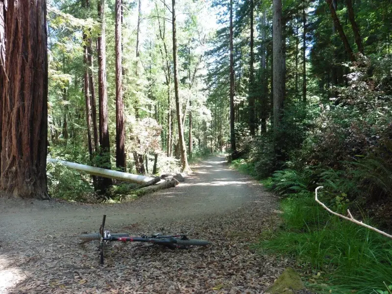 Redwoods.webp