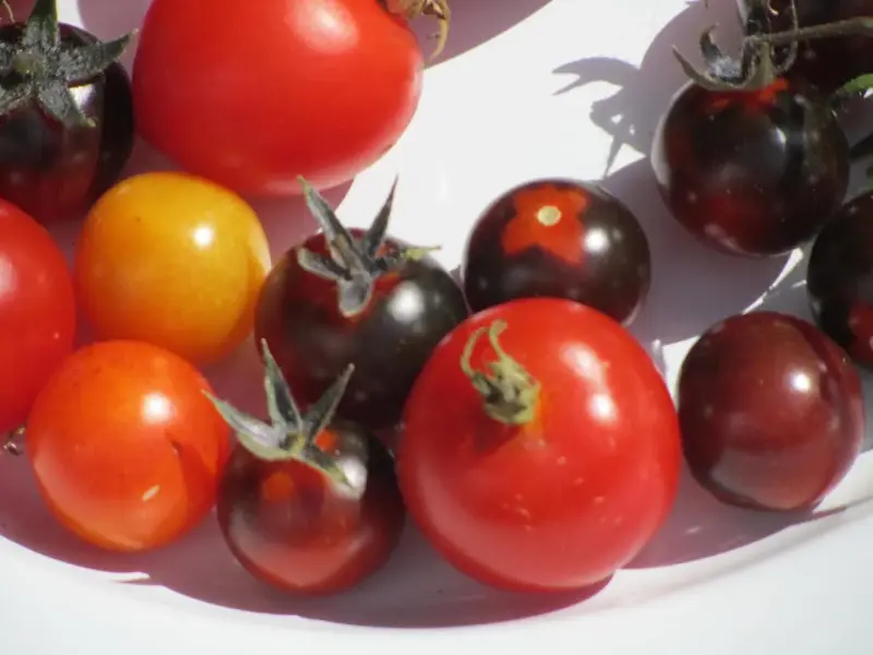 toms up close.webp
