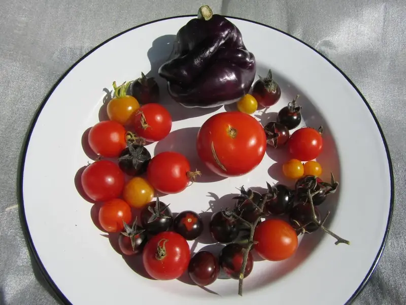 tom selection.webp
