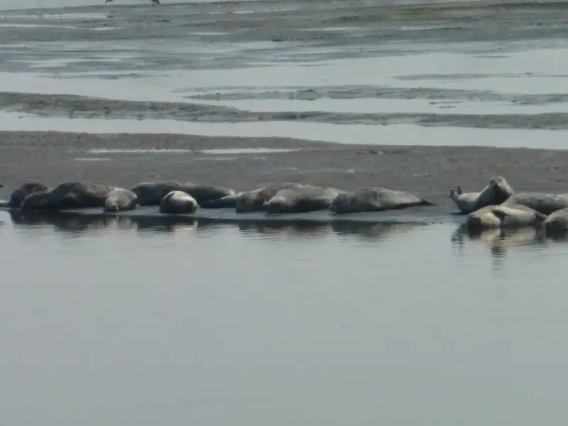 Seal's in the sun.webp