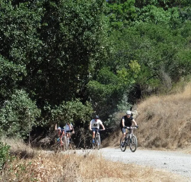 Here comes the Herd.webp
