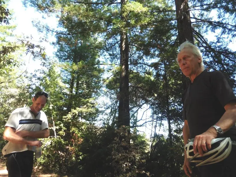 In the Church of the Redwoods.webp