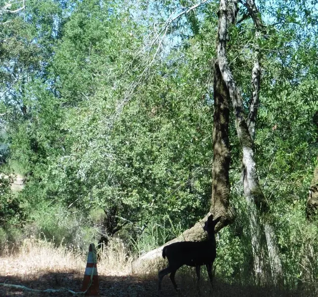 Deer in the shadows.webp