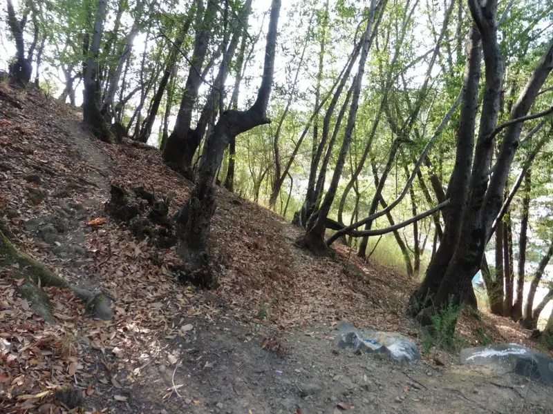 Skinny little trail.webp