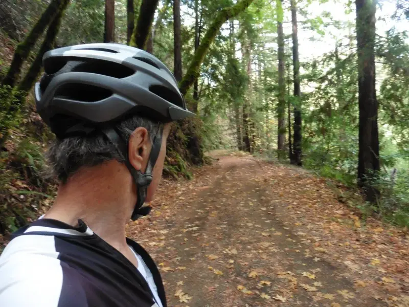 The Redwood Carpet.webp
