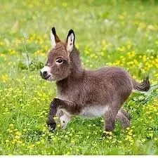 donkey.webp