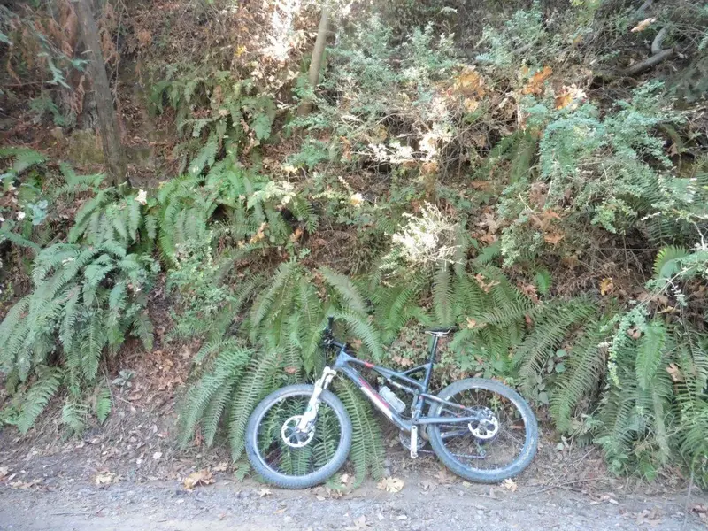 Local Ferns.webp