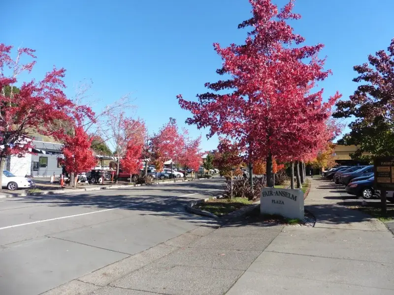 Fall colors.webp