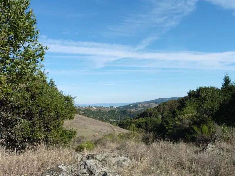 Looking East towards the Bay.webp