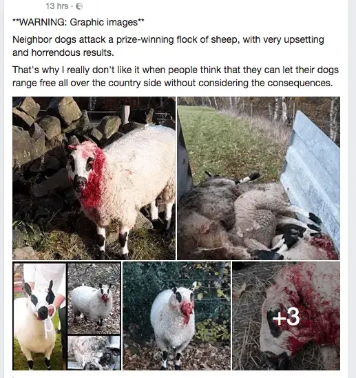 sheep.webp
