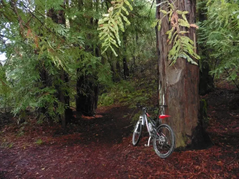 Church of the Redwoods-2.webp