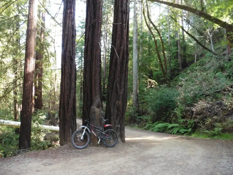Church of the Redwoods.webp