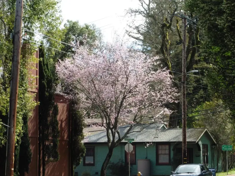 Plum tree blossoming.webp