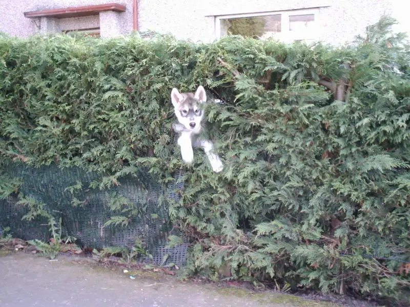 Half Hedge , Half Husky.webp
