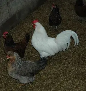 Pat's Cock.webp