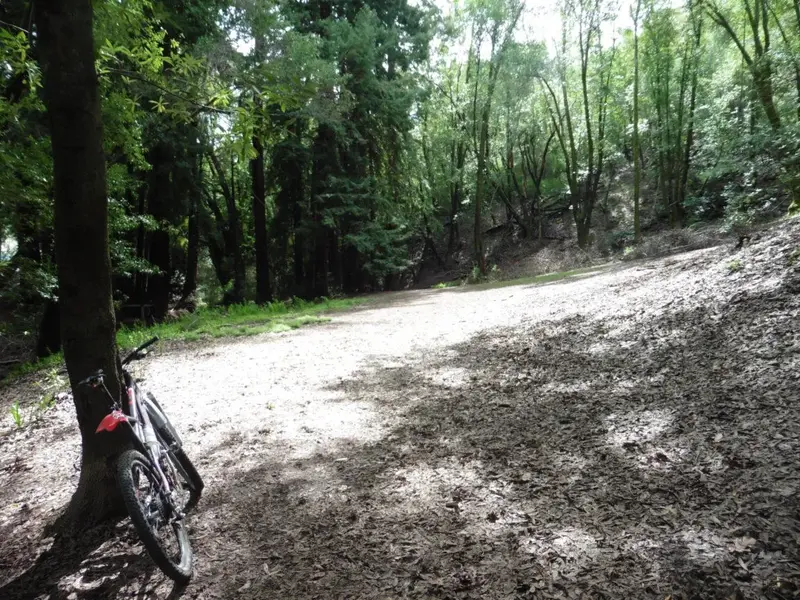 Sunny in the woods.webp