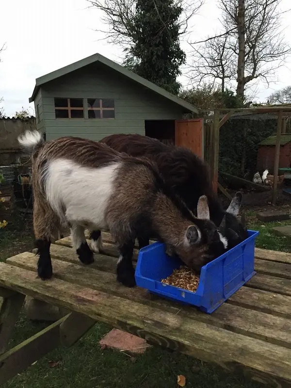 goats.webp