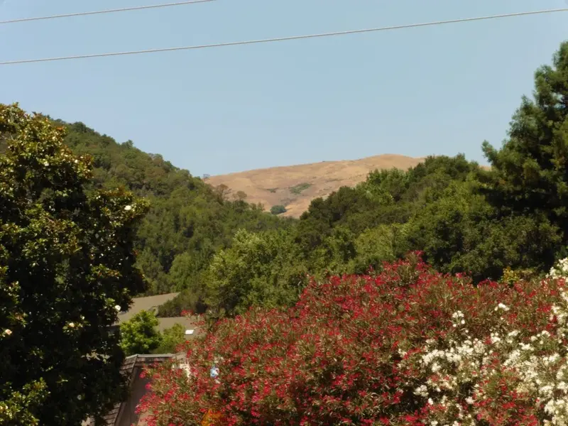 Hills of Marin-2.webp