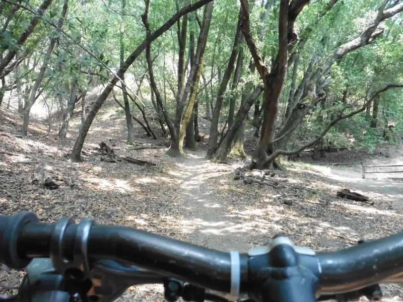 On the Trail today.webp
