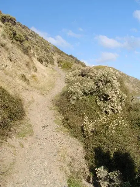 Way to Pencarrow.webp
