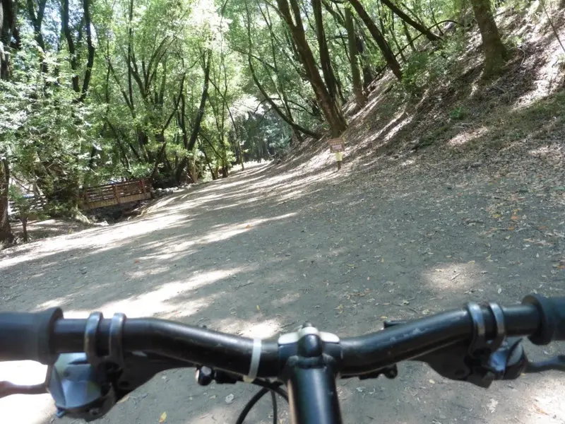 Sideways to the woods.webp