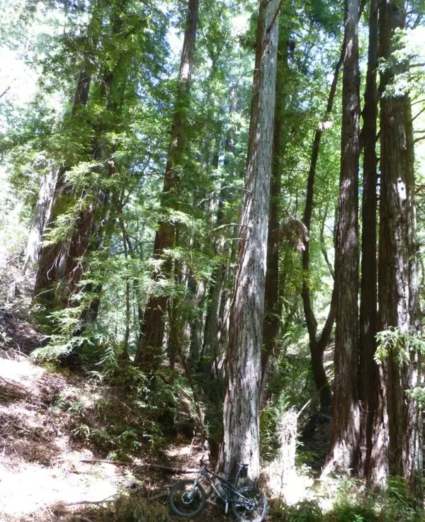 Church of the Rewoods.webp