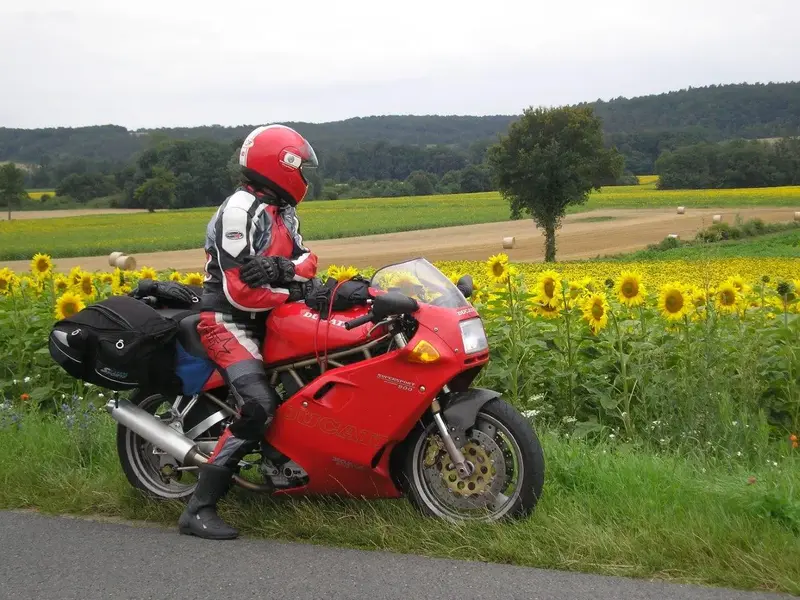 sunflowers admire classic Ducati (1).webp