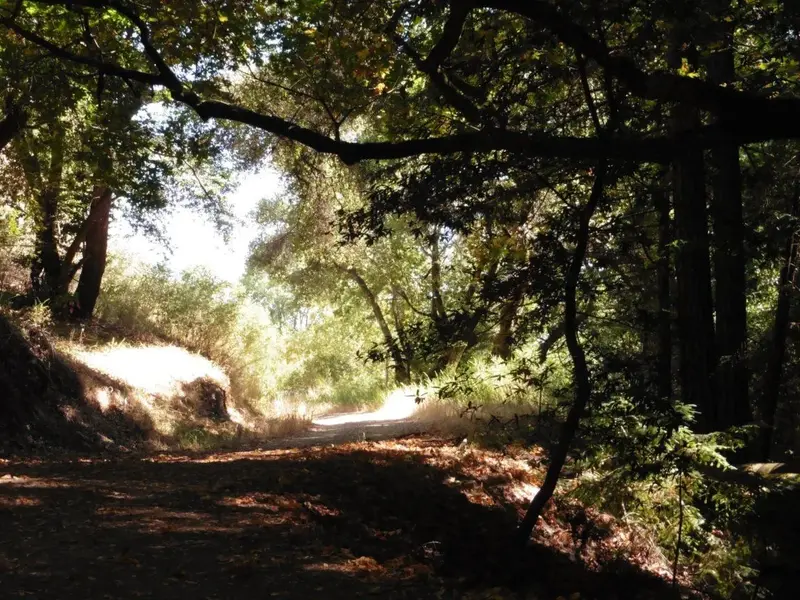 Rest stop in the deep shade.webp
