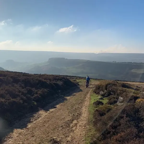 rosedale.webp