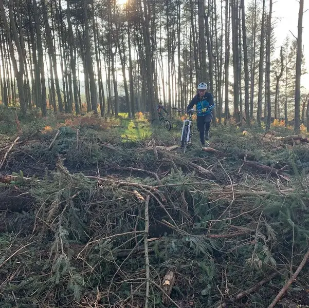 felling trees.webp