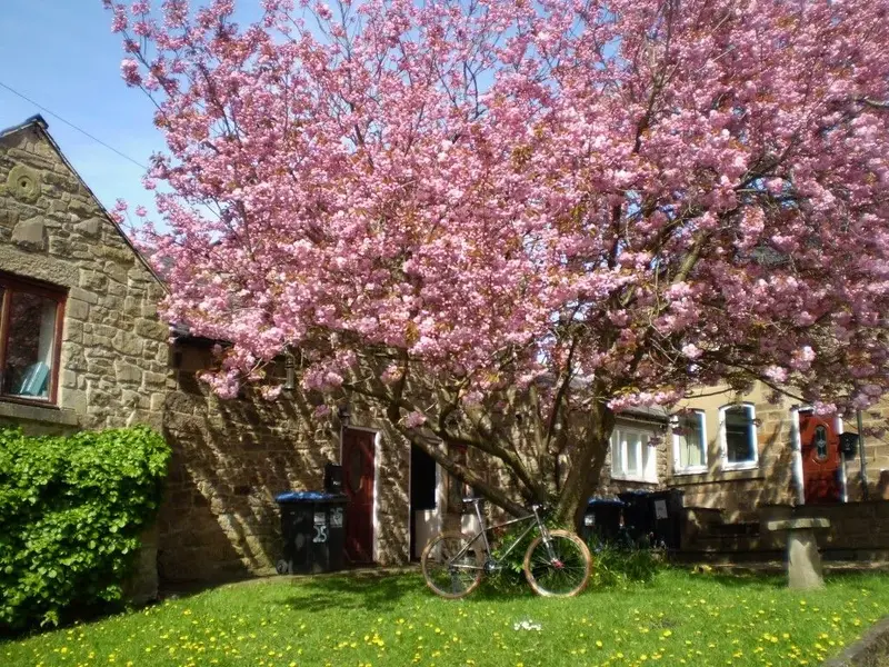 spring.webp