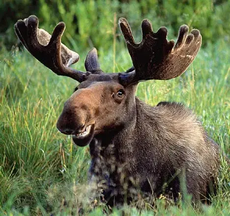 moose.webp