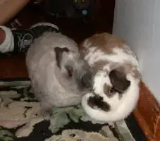 bunnies.webp