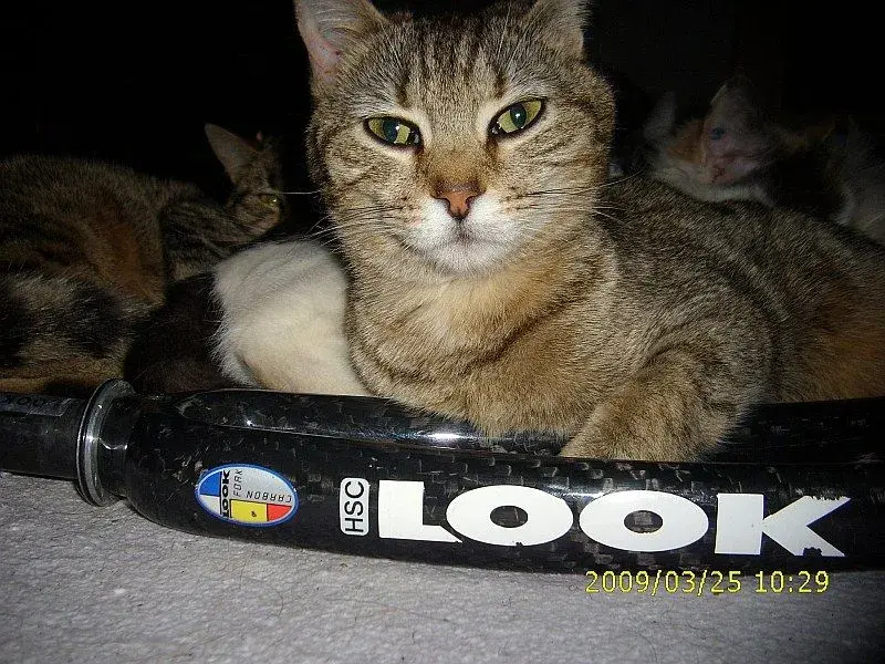 look_hsc1_01sm.webp