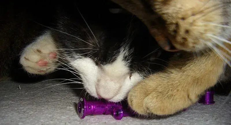 OMG! they're eating my purplez!.webp