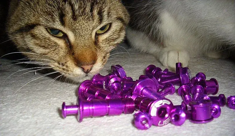 purplez!.webp