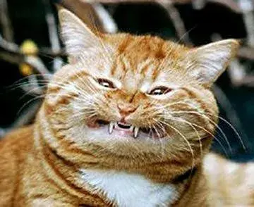 vampirecat.webp