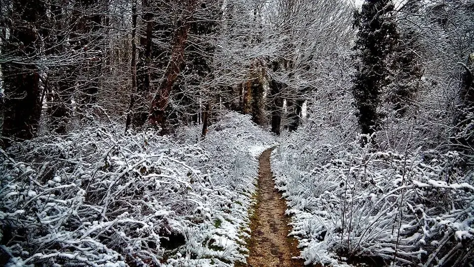 goss trail snow.webp
