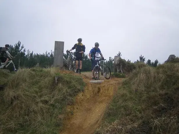 thetford forest kingsalsa(left) niel(middle) and average mark.webp