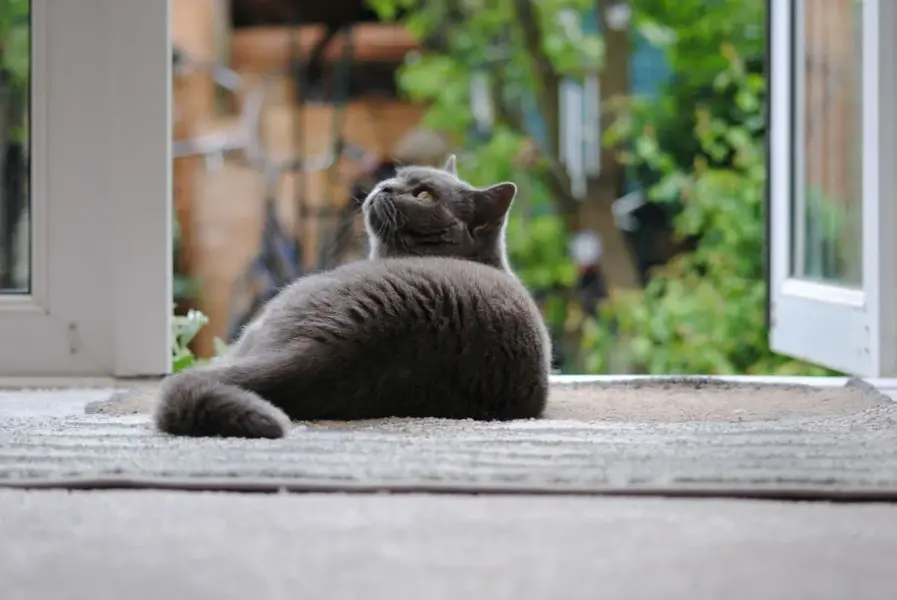 lady cattington.webp
